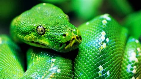 ular cantik
